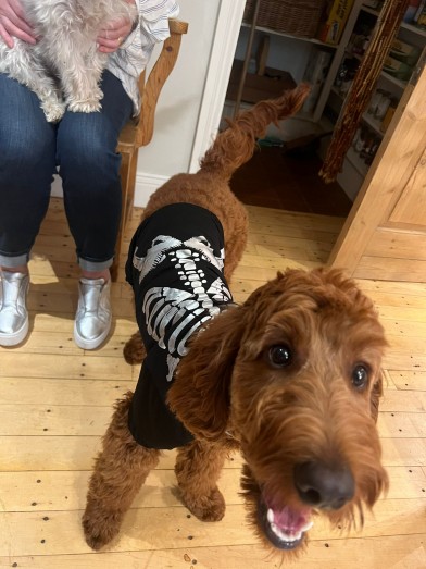 Obi, Isobel's Dog, wearing a skeleton t-shirt