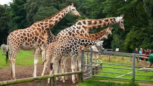 fota wildlife park